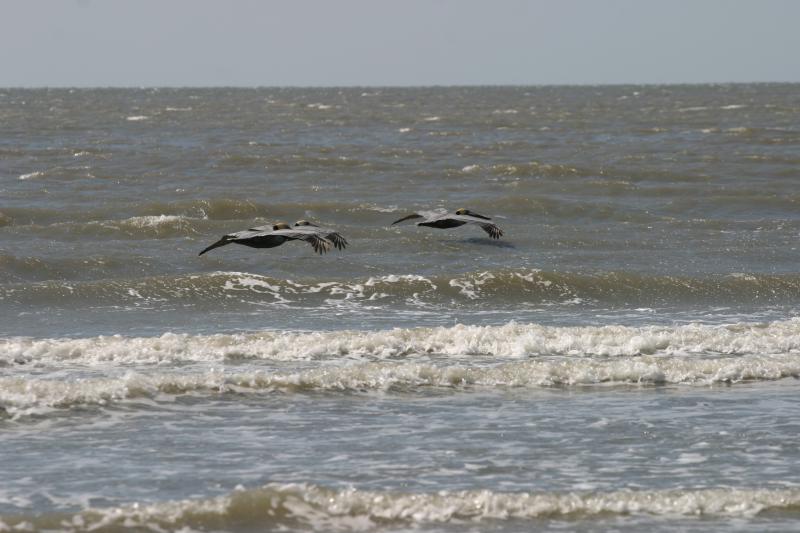 Soaring brown pelicans